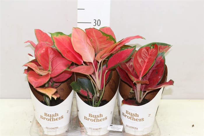 <h4>Aglaonema Color Star Mix</h4>