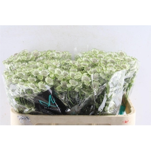Astrantia Billion Star Xl