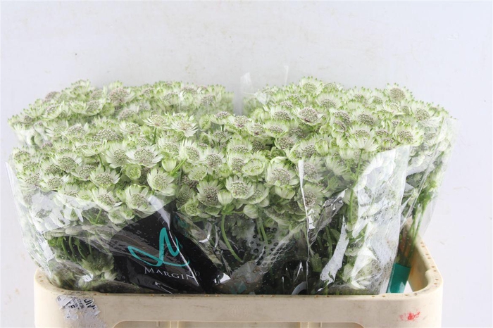 <h4>Astrantia Billion Star Xl</h4>