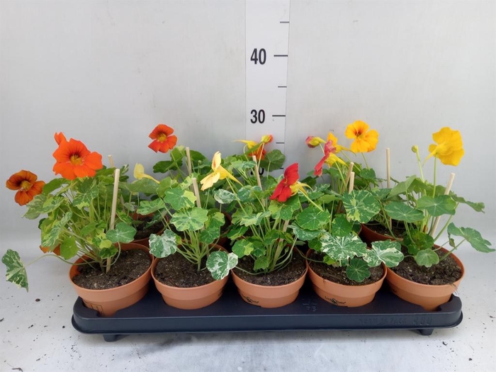 <h4>Tropaeolum majus</h4>