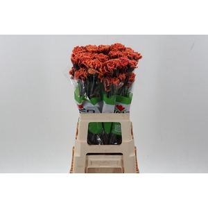 Di St Tinted The Joker