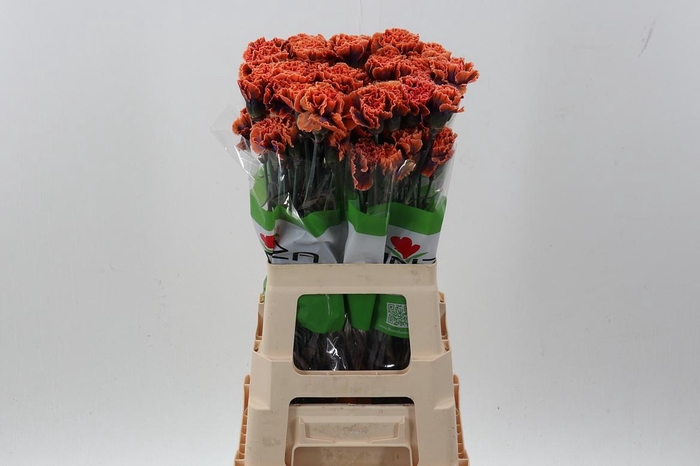 <h4>Di St Tinted The Joker</h4>