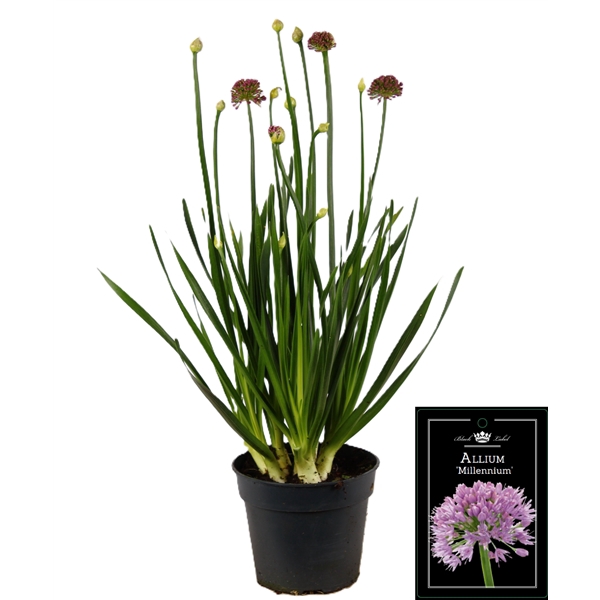 <h4>Allium Millenium</h4>