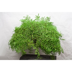 Coral Fern