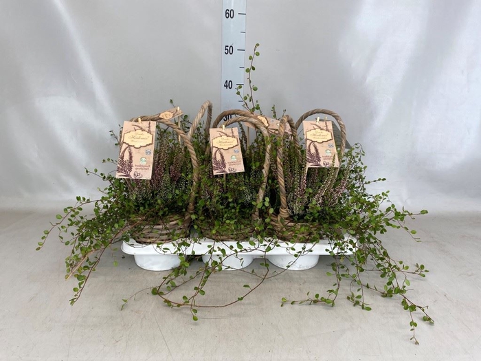 <h4>Calluna vulg.   ...</h4>