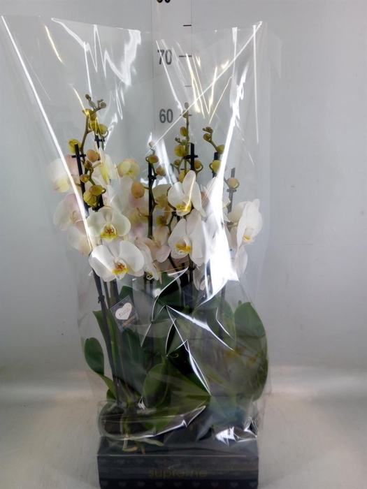<h4>Phalaenopsis  'Ant Cambridge'</h4>