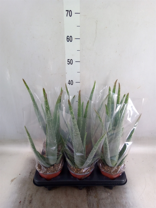 <h4>Aloe vera</h4>