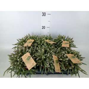 Rhipsalis baccifera subsp. horrida