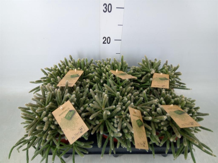 <h4>Rhipsalis baccifera subsp. horrida</h4>