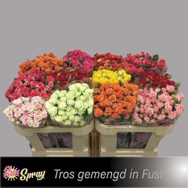 <h4>Rosa spray mix in bucket</h4>
