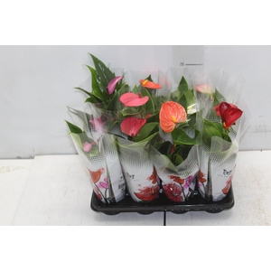 ANTHURIUM VARIADO P06