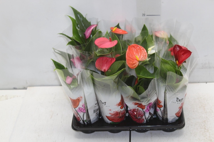 <h4>ANTHURIUM VARIADO P06</h4>