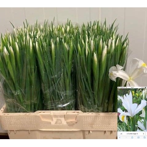 IRIS WHITE MAGIC