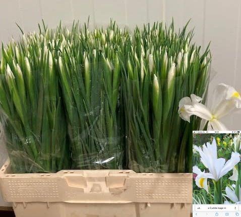 <h4>IRIS WHITE MAGIC</h4>