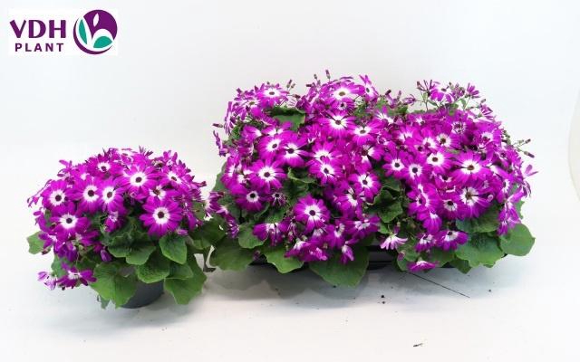 <h4>PERI C SEN PINK BIC</h4>