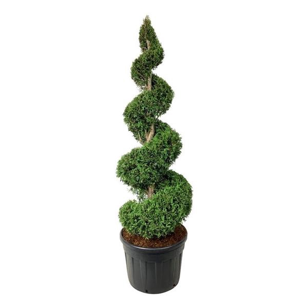 <h4>Thuja occ. 'Brabant'</h4>