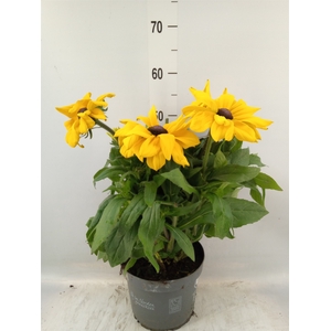 Rudbeckia hirta 'Sunbeckia'
