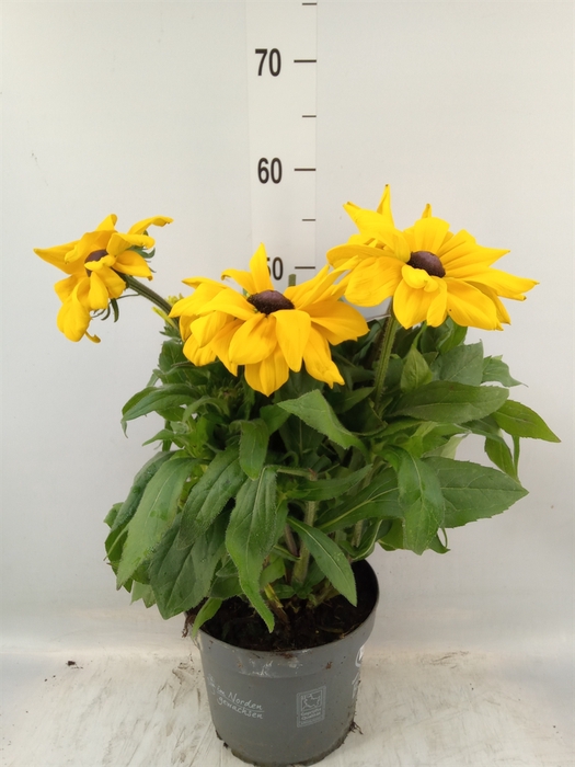 <h4>Rudbeckia hirta 'Sunbeckia'</h4>