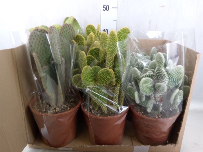 <h4>Opuntia microdasys</h4>