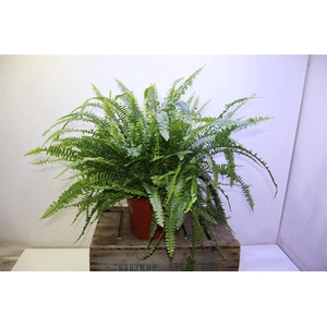 arr8 Nephr Ex Green Lady