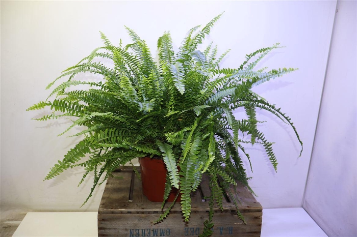 <h4>arr8 Nephr Ex Green Lady</h4>