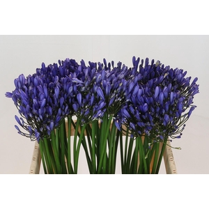 Agapanthus Uri
