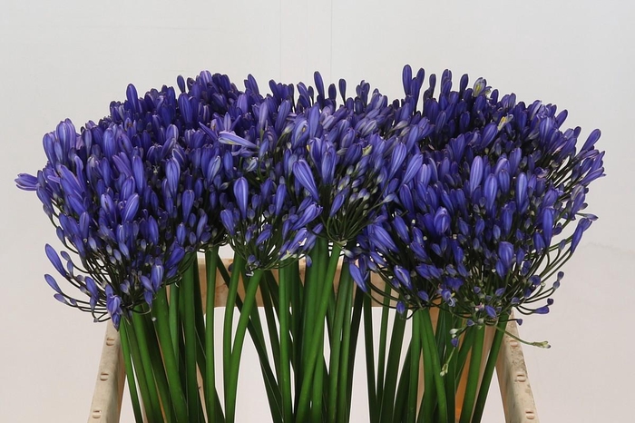<h4>Agapanthus Uri</h4>