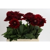 Dahlia Red Runner