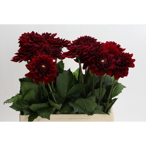 Dahlia Red Runner