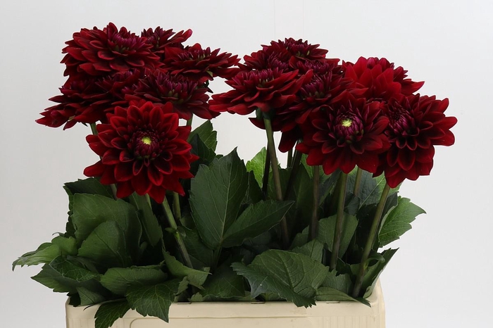 <h4>Dahlia Red Runner</h4>