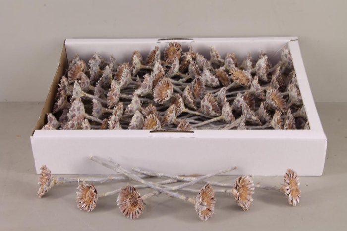 <h4>DF Compacta Rosette White Wash</h4>