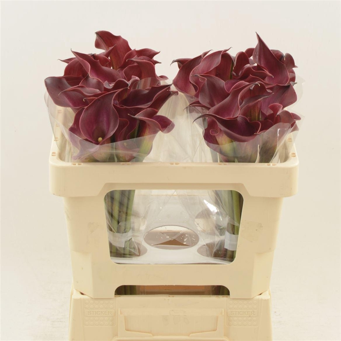 <h4>Calla Red Charm | Dubbelbloemig</h4>