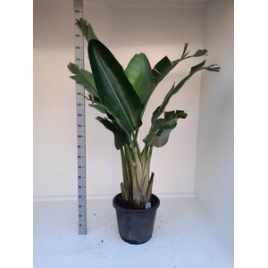 STRELITZIA NICOLAI