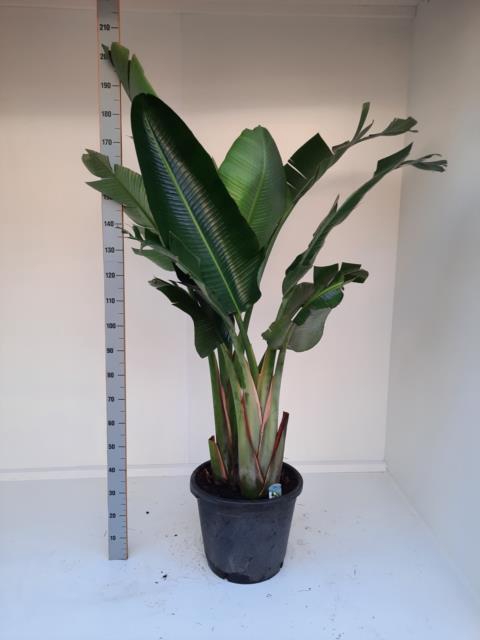 STRELITZIA NICOLAI