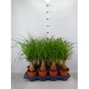 Beaucarnea recurvata