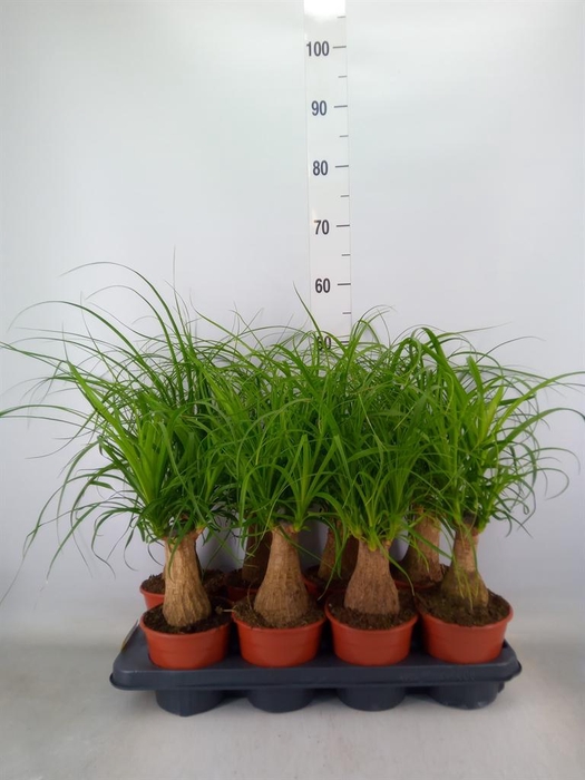 <h4>Beaucarnea recurvata</h4>