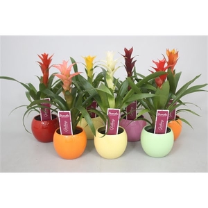 Guzmania gemengd in 5kl. bolpot