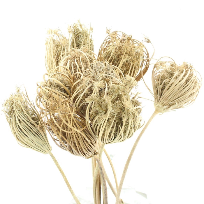 <h4>Dried Ammi Natural S (p Stem)</h4>