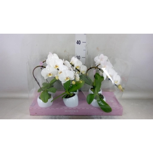 Phalaenopsis   ...white