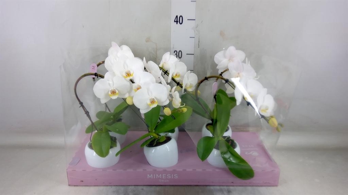 <h4>Phalaenopsis ...white</h4>