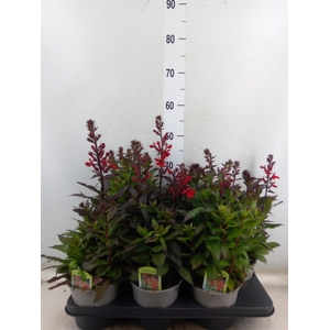 Lobelia speciosa 'Fan Scarlet'