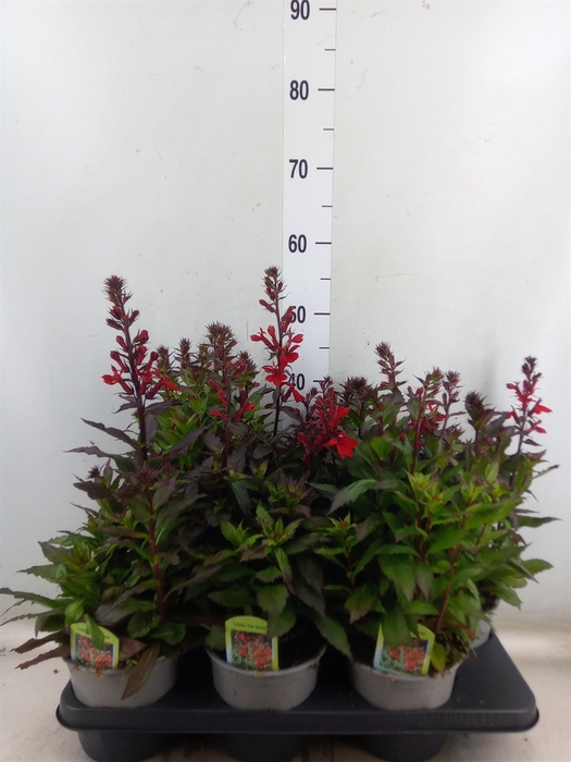 <h4>Lobelia speciosa 'Fan Scarlet'</h4>