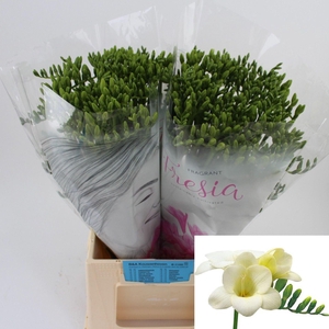 Freesia enk Ambassador