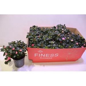 arr8 Rhodo Si Vogel Gem