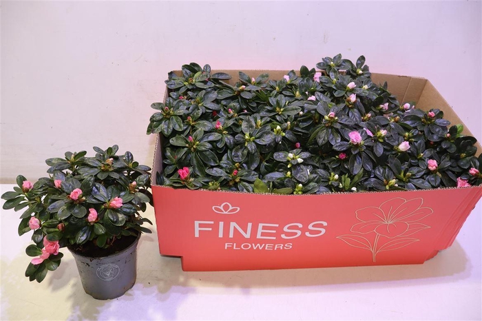 <h4>Rhodo Si Vogel Gem</h4>