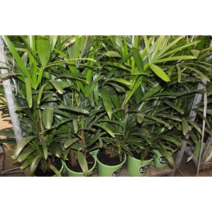 PALMEIRA RAPHIS P24