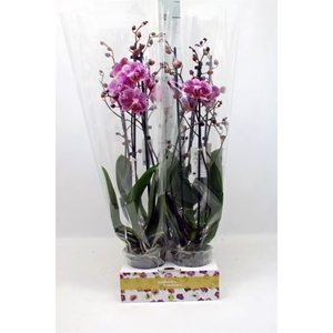 Phalaenopsis   ...lilac