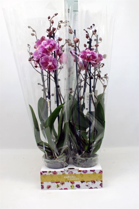 <h4>Phalaenopsis   ...lilac</h4>