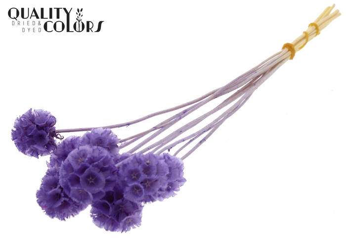 Scabiosa Preserved 10pc/bunch Bleached Milka