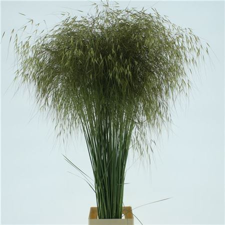 Siergras Stipa Gigantea